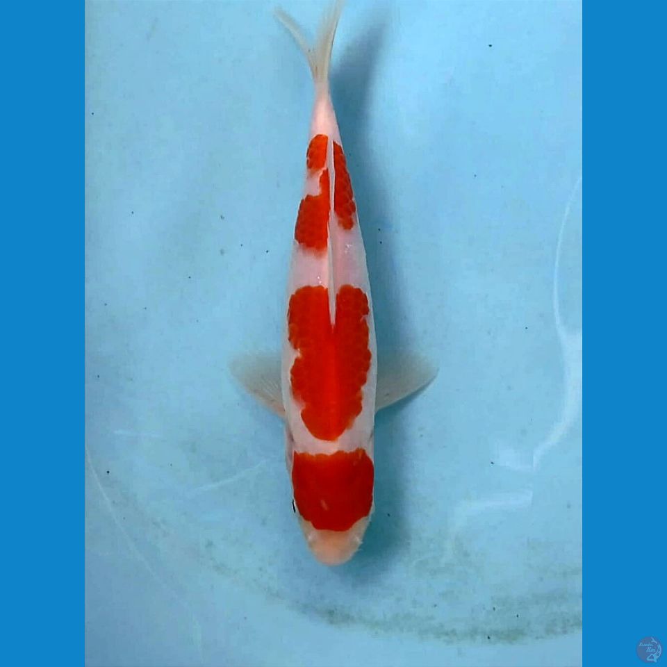 maruten kohaku, 17 cm