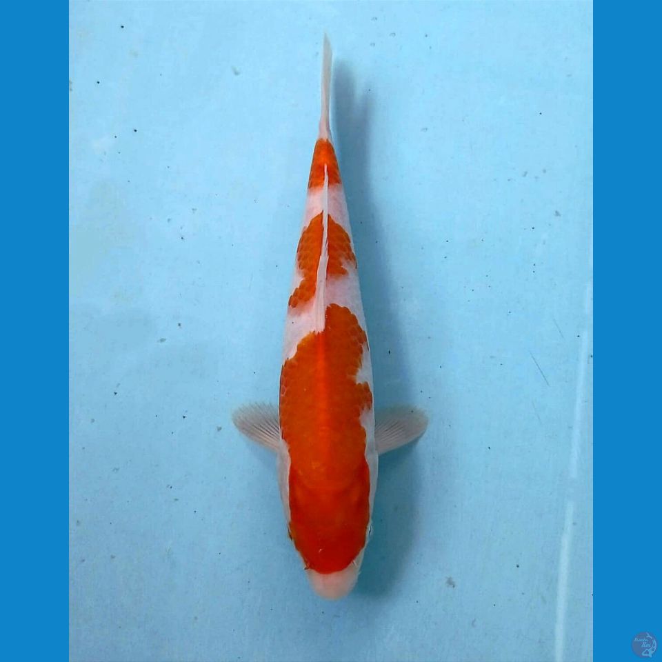 kohaku, 21 cm