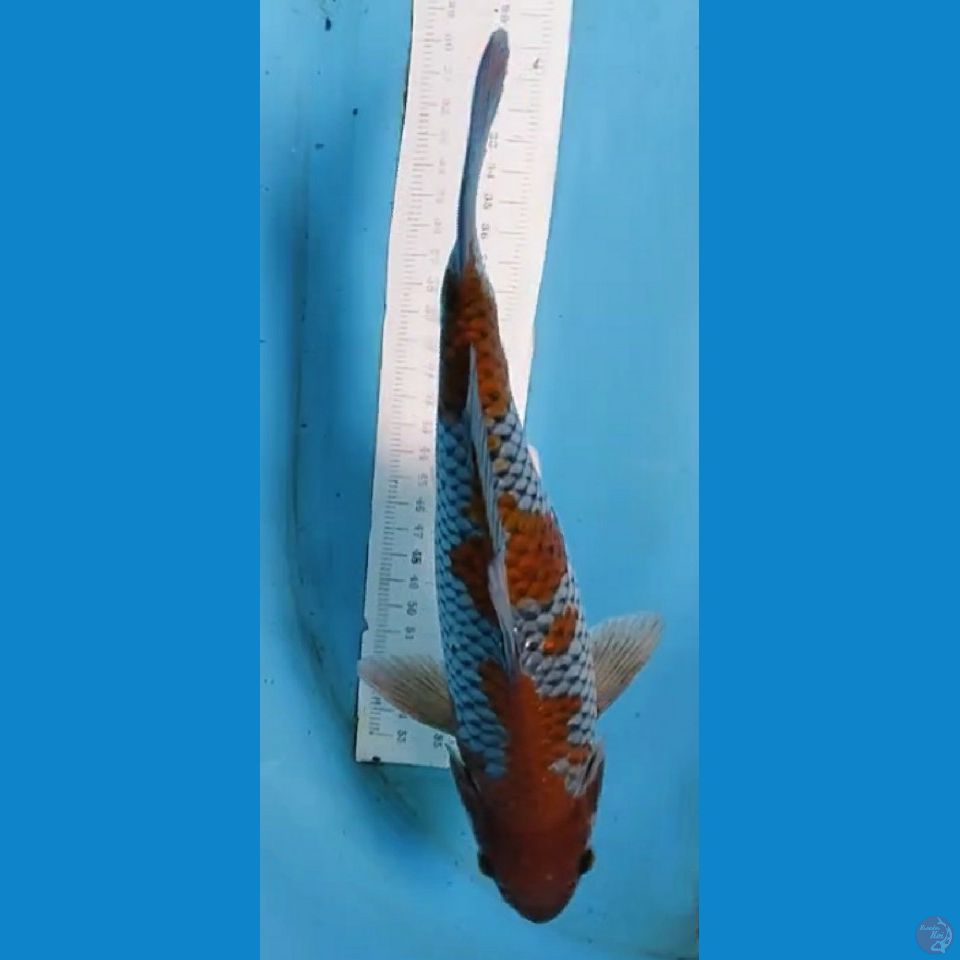 ochiba sigur 28cm SQ
