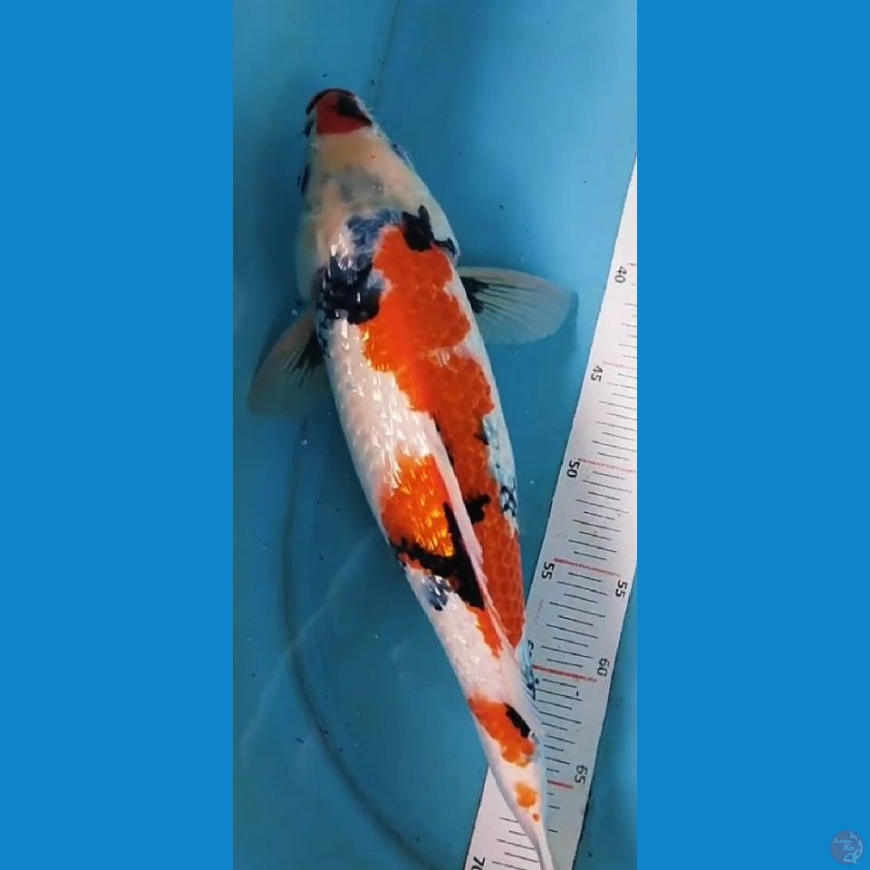 showa gindrin HQ 40cm jantan