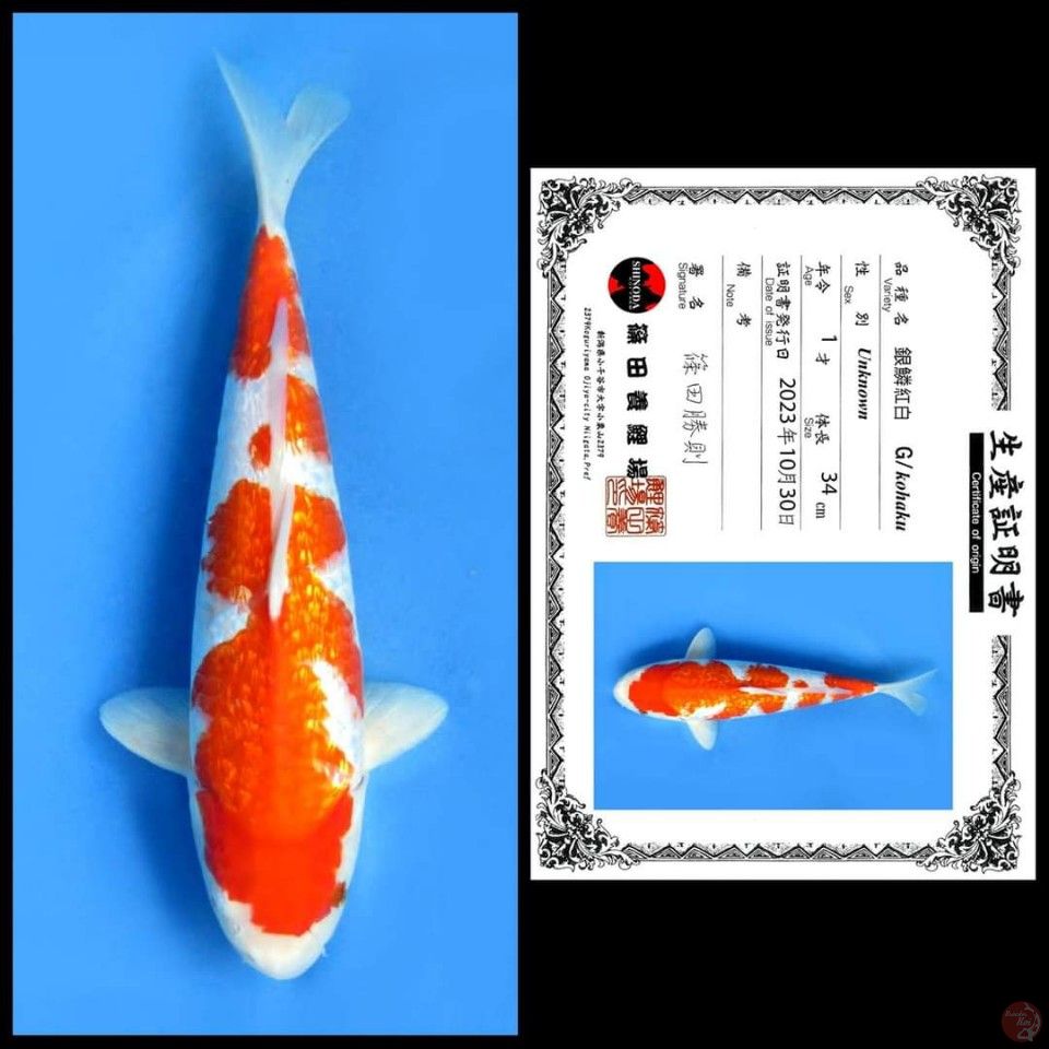 GINRIN KOHAKU SHINODA , 34CM