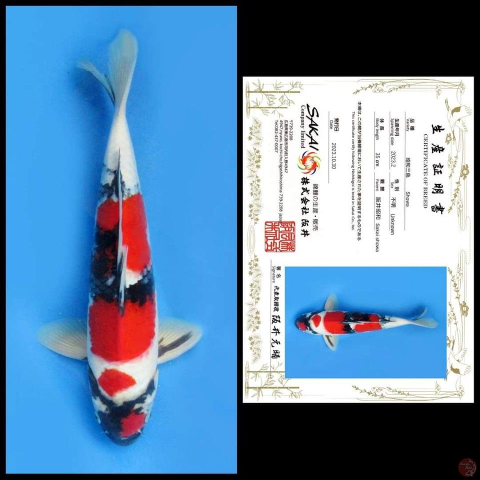 SHOWA SAKAI, 35CM