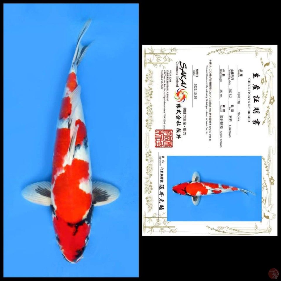 SHOWA SAKAI, 35CM