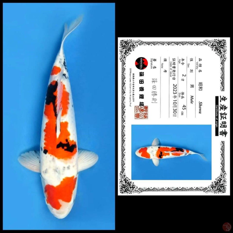 SHOWA SHINODA, 45CM