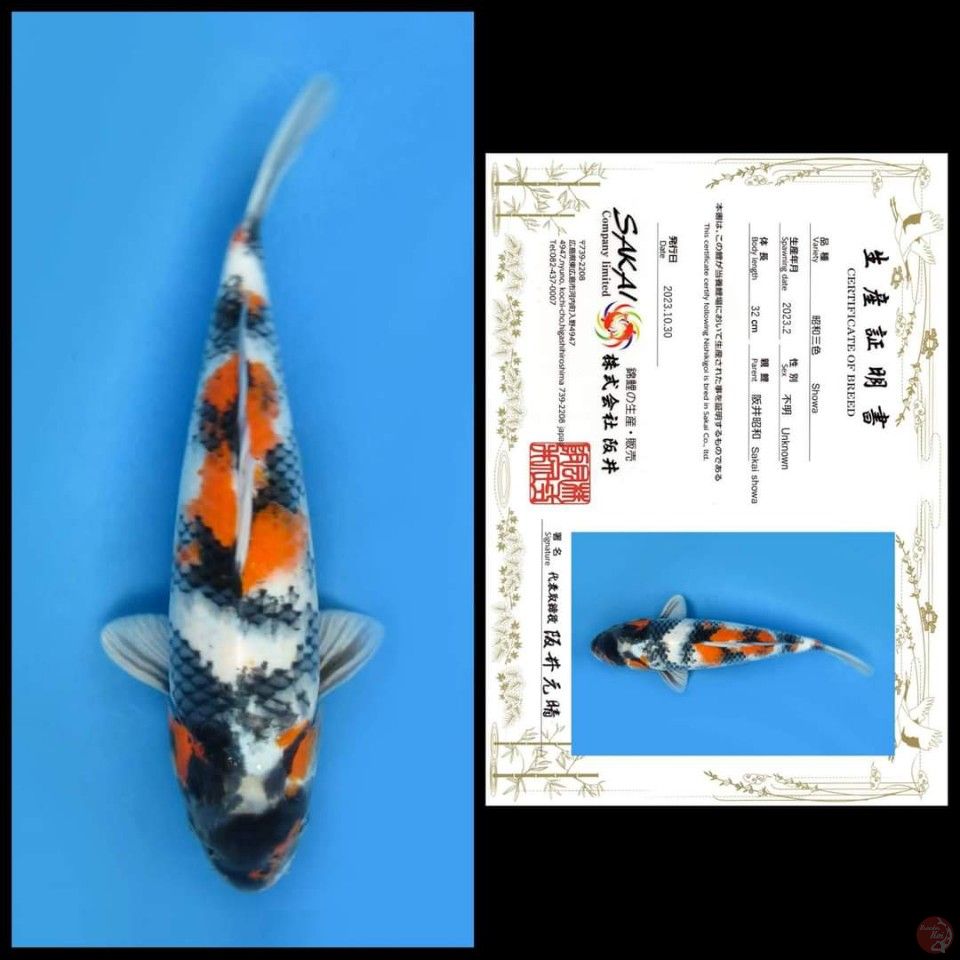 SHOWA SAKAI, 32CM