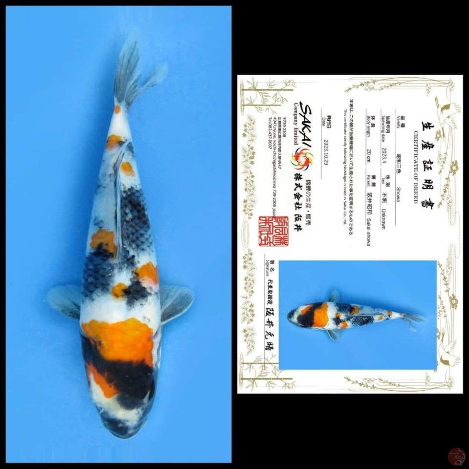 SHOWA SAKAI, 20CM