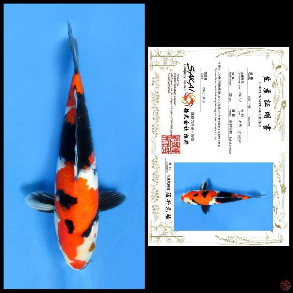 SHOWA SAKAI, 29CM