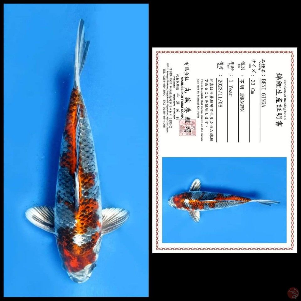 BENI GINGA, 33CM