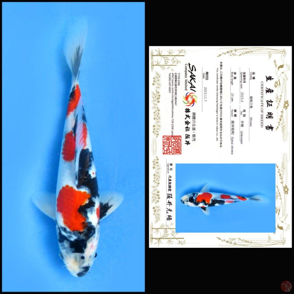 SHOWA SAKAI 24CM