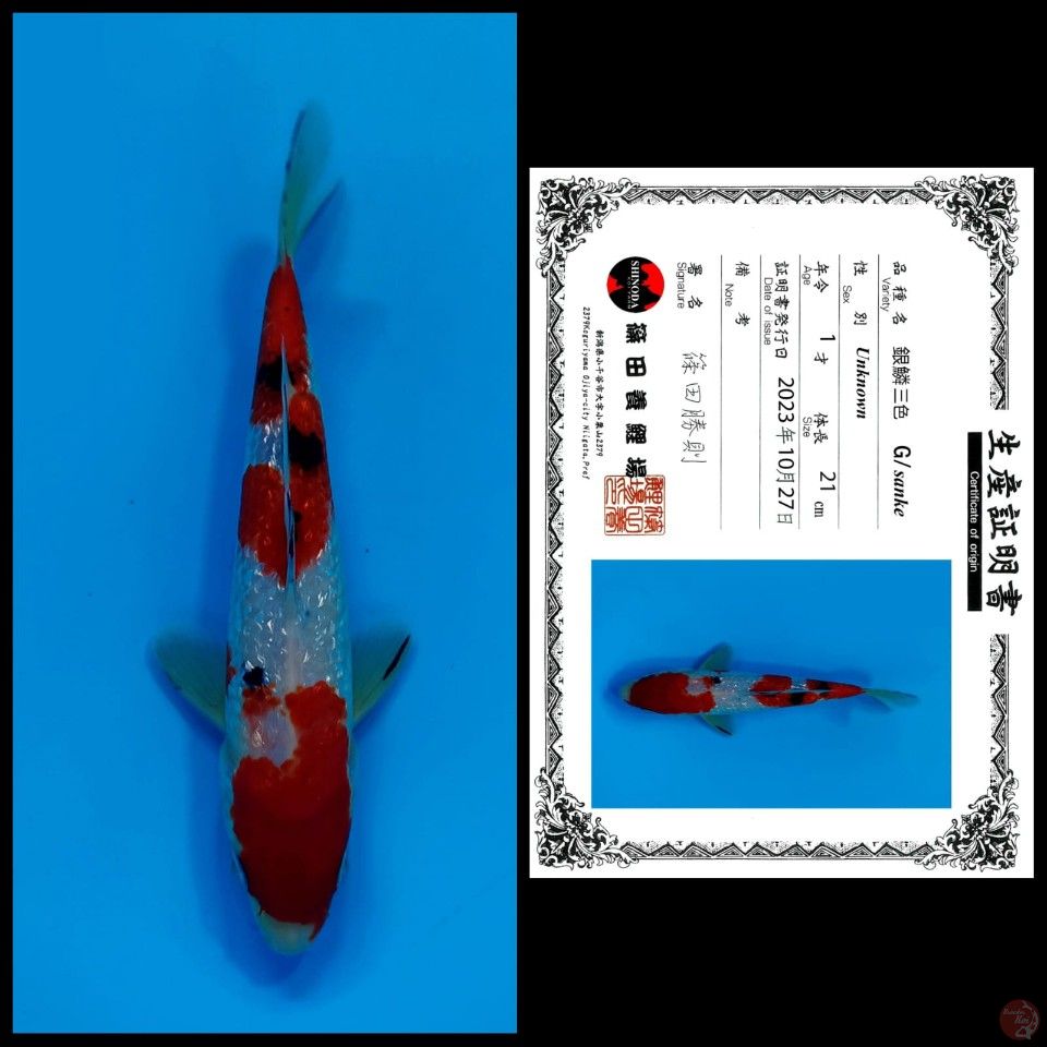 GINRIN SANKE SHINODA, 21CM