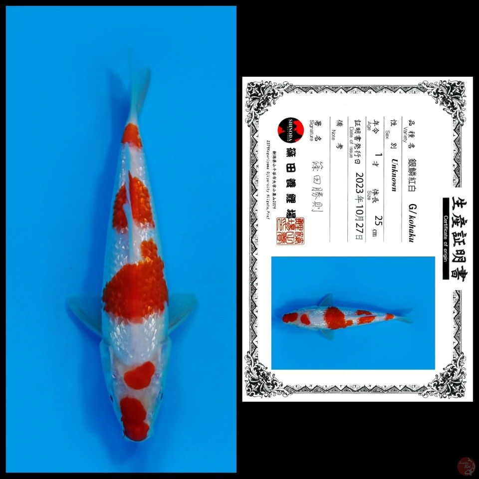 GINRIN KOHAKU SHINODA, 25CM