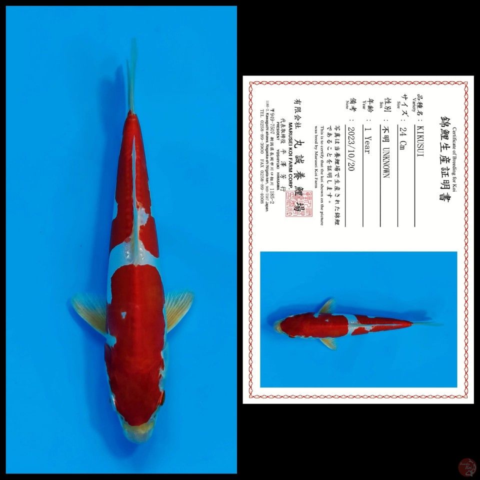 KIKUSUI MARUSEI, 24CM