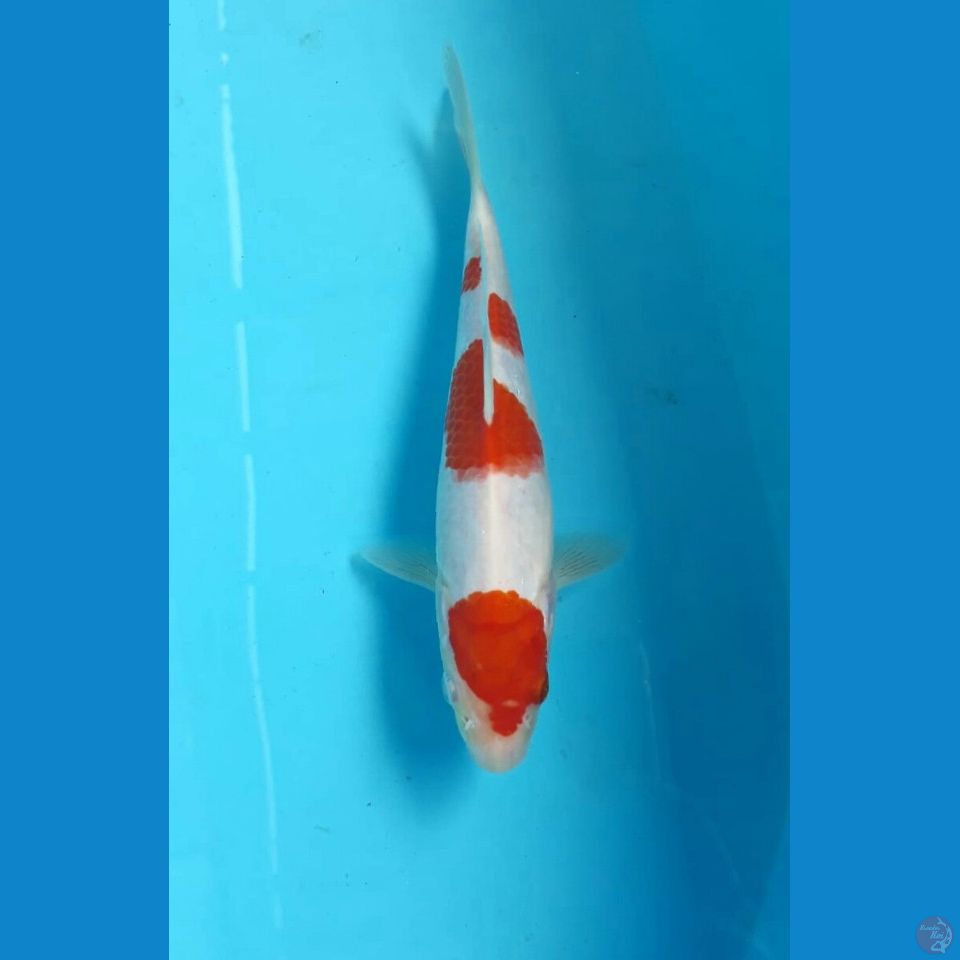 Kohaku 20cm