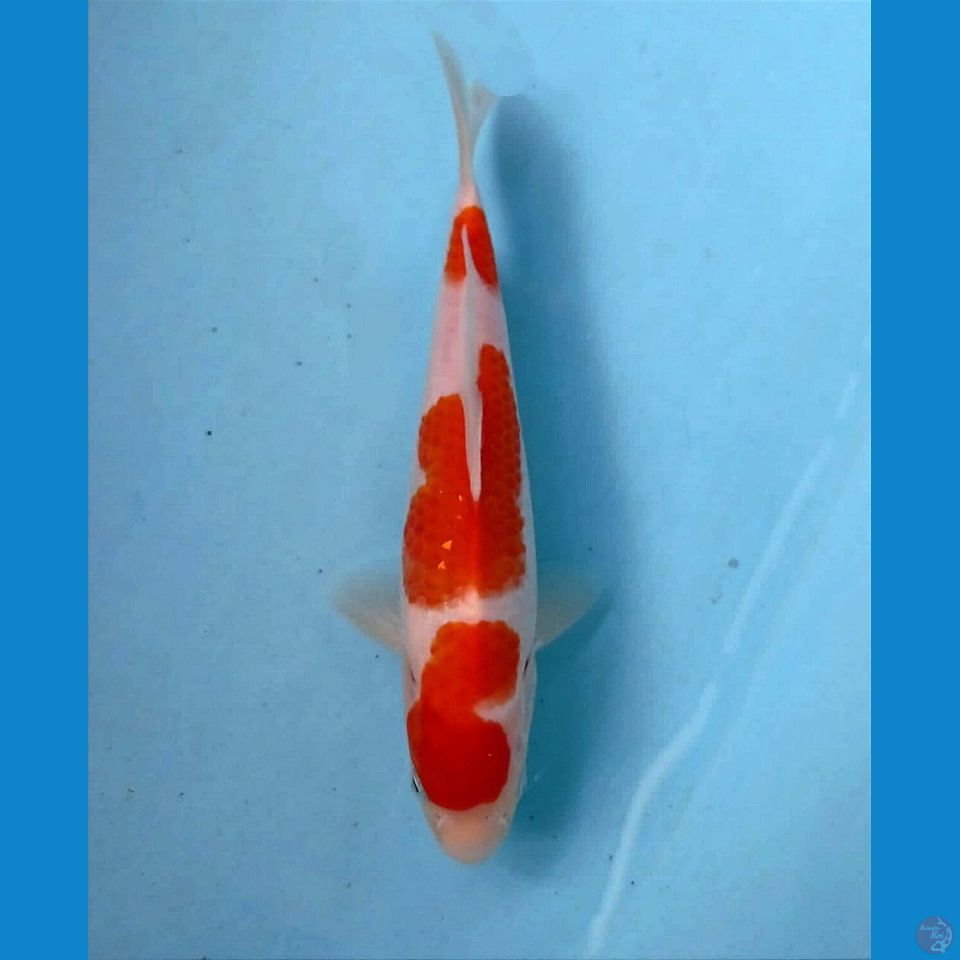 kohaku, 22 cm