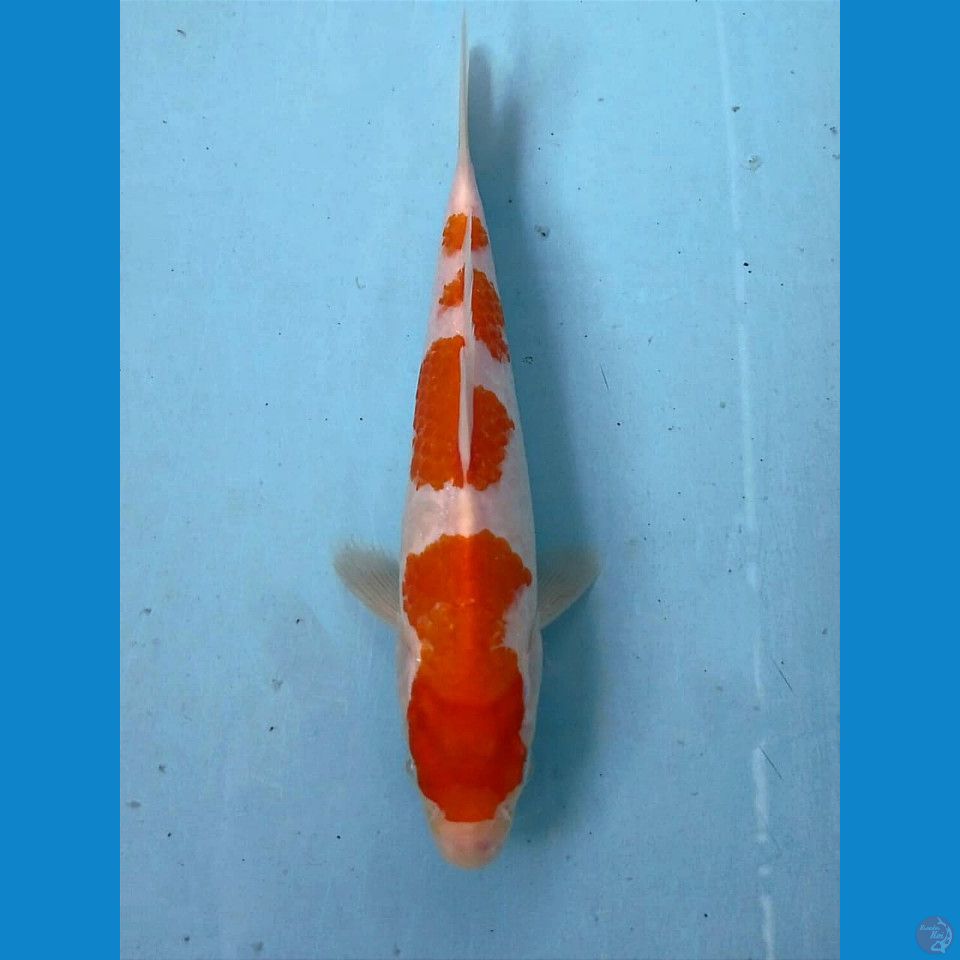 kohaku, 20 cm