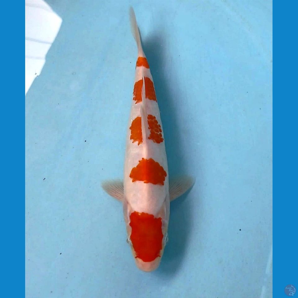 kohaku, 20 cm