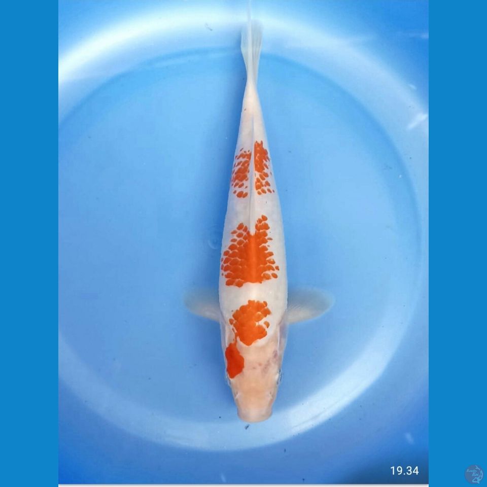 Kohaku kanoko 23cm