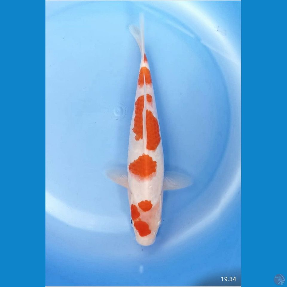 Kohaku 22cm
