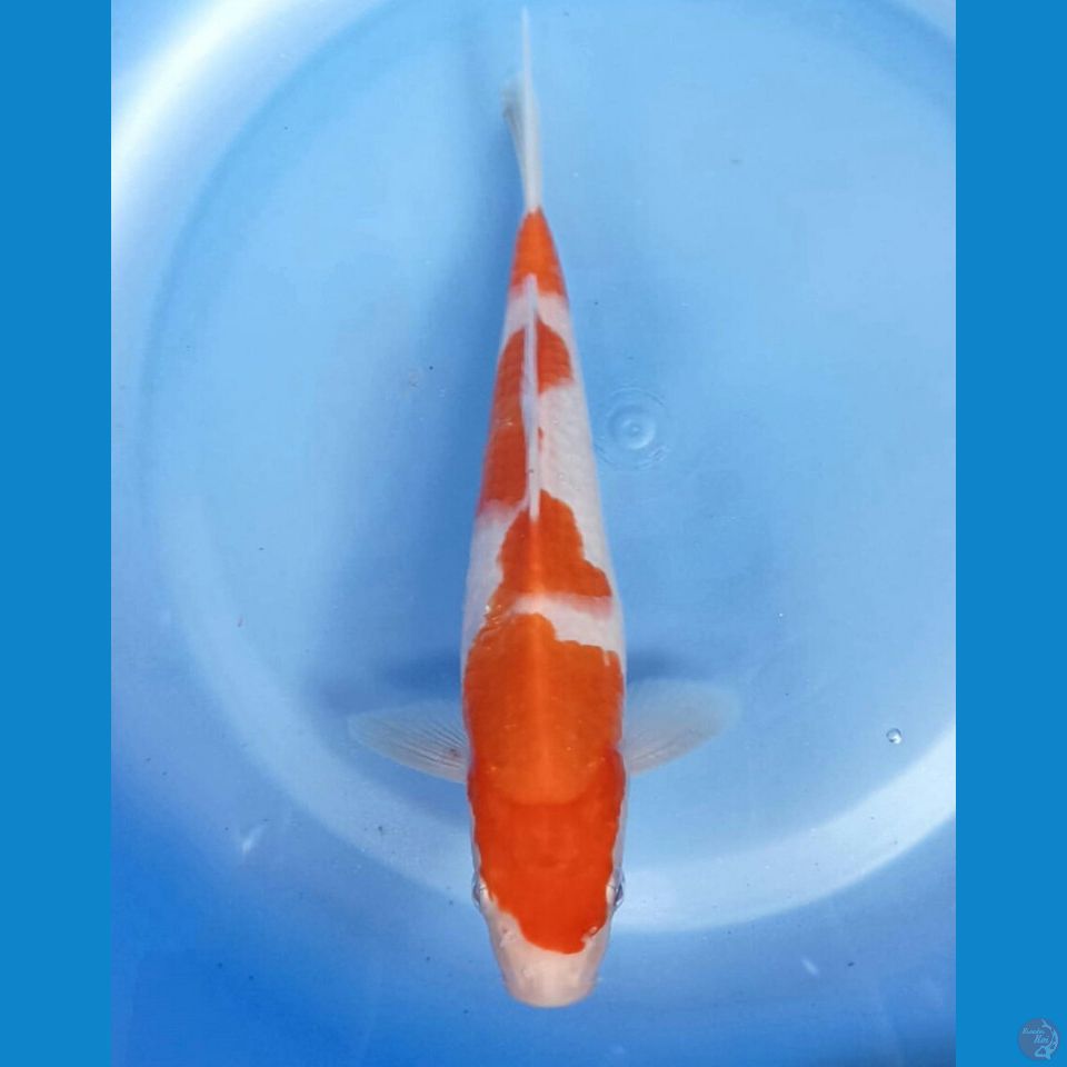 Kohaku 22cm