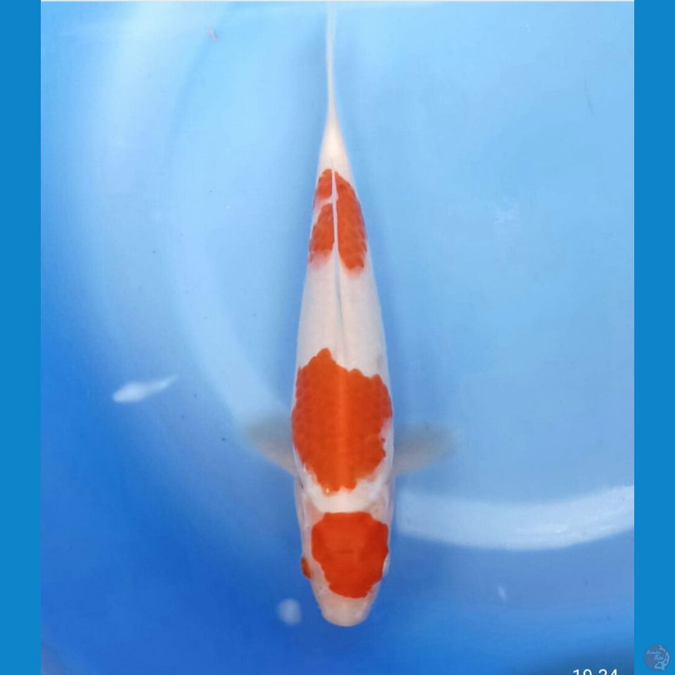 Kohaku 20cm