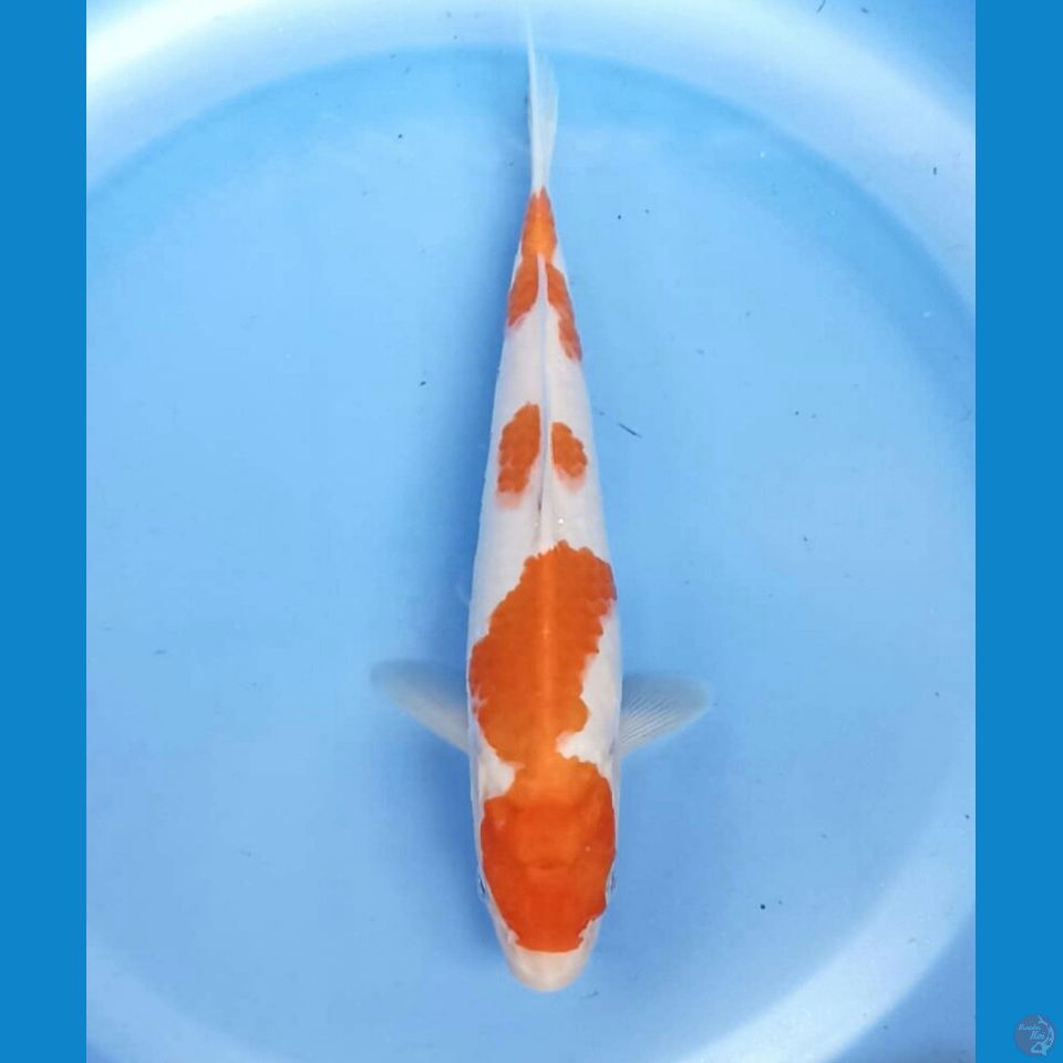 Kohaku 20bu