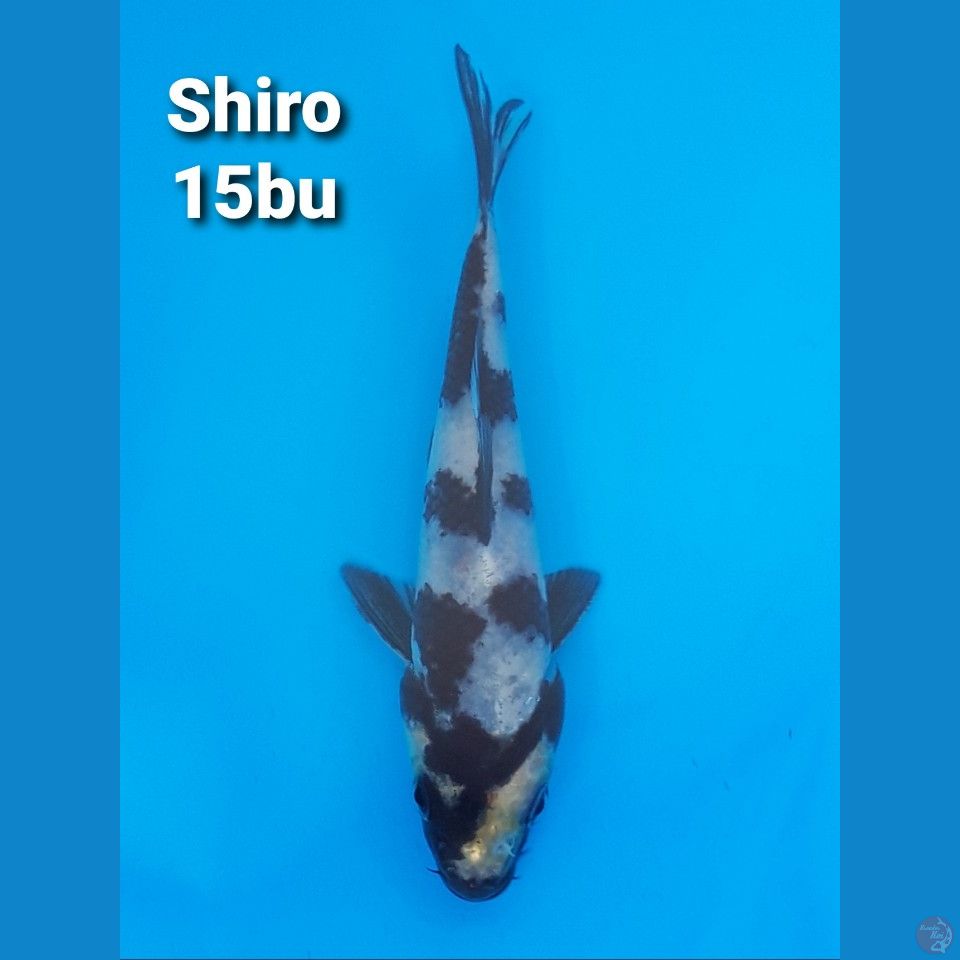 SHIRO CATUR 15BU