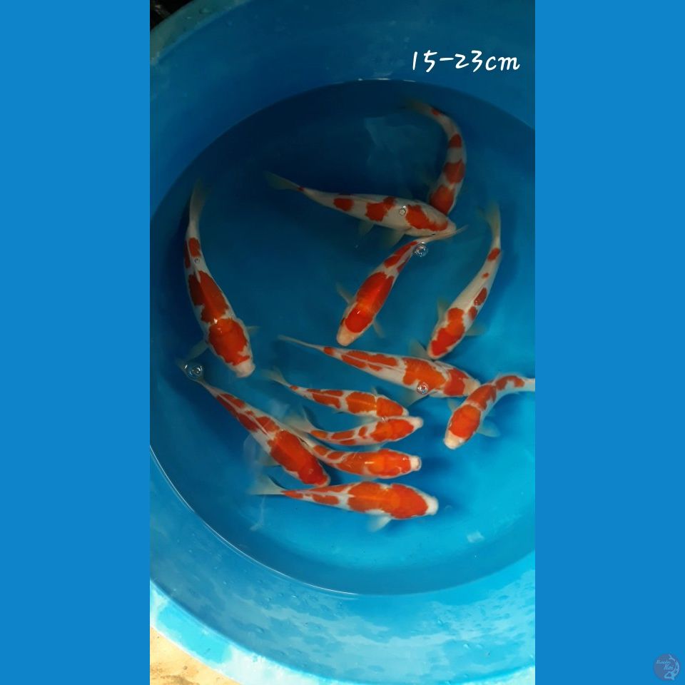 Mix kohaku 15-23cm (12 ekor)