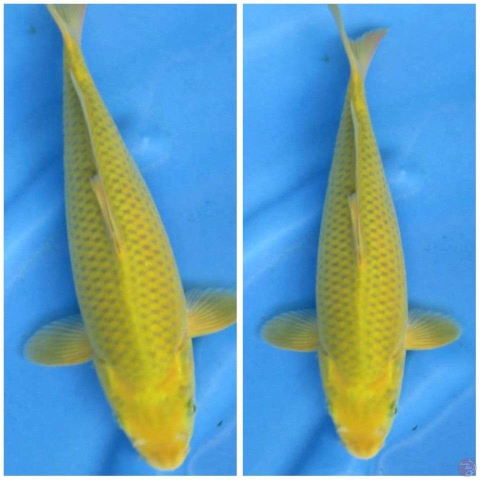 33cm midorigoi Hijau pupus