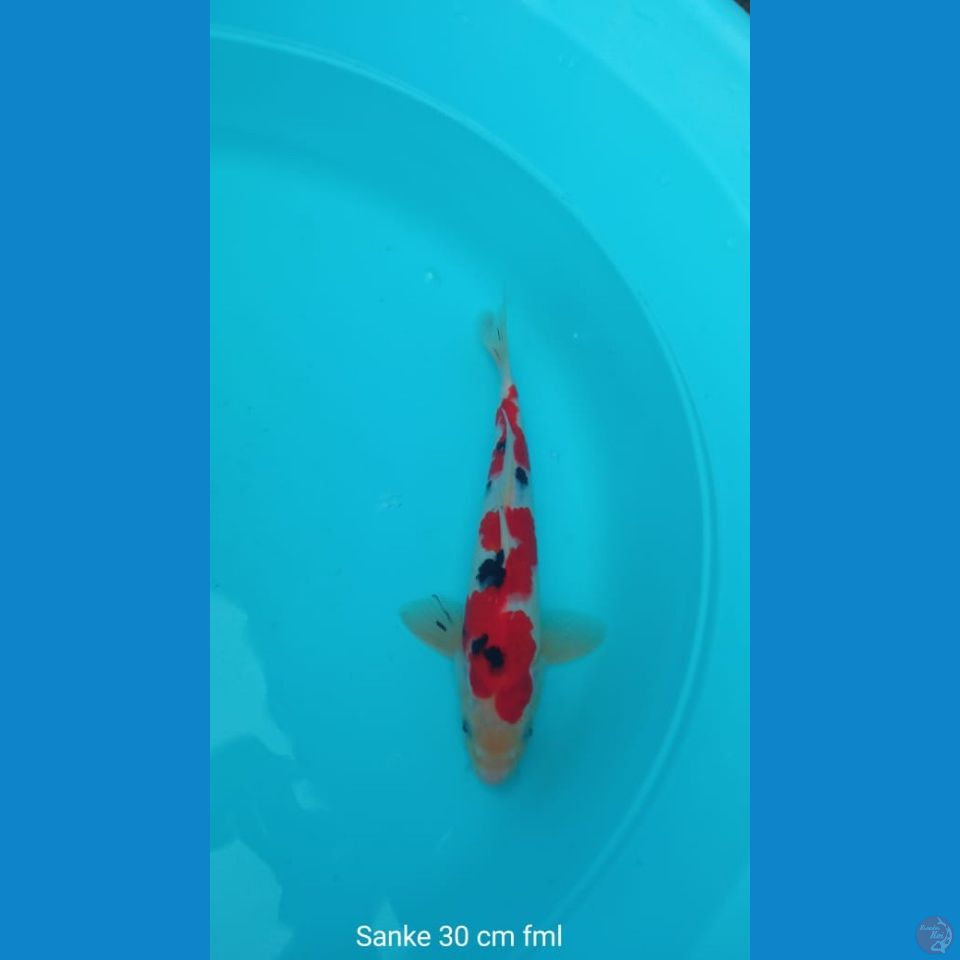 KOI Sanke