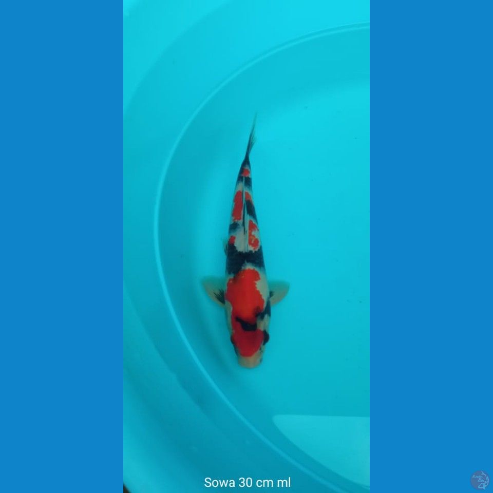 Koi Sowa
