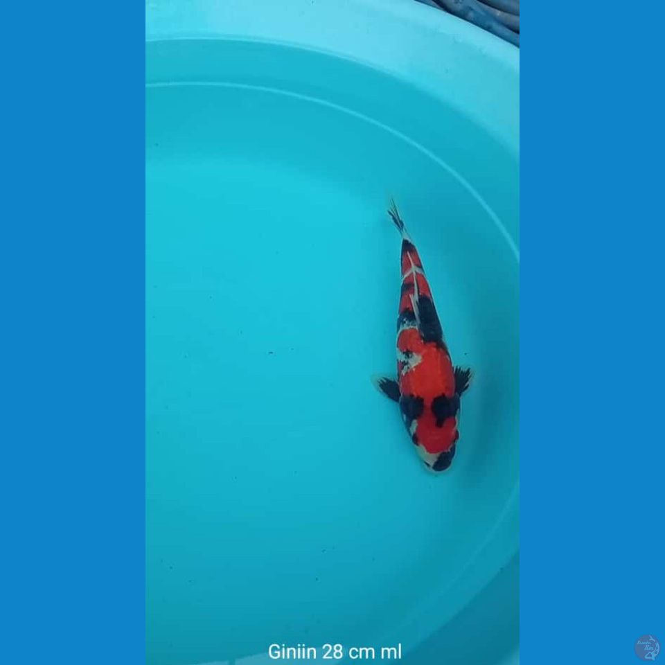 Koi Ginrin Sowa