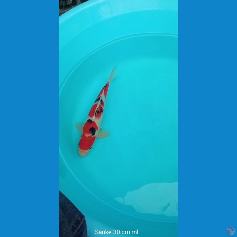 Koi Sanke