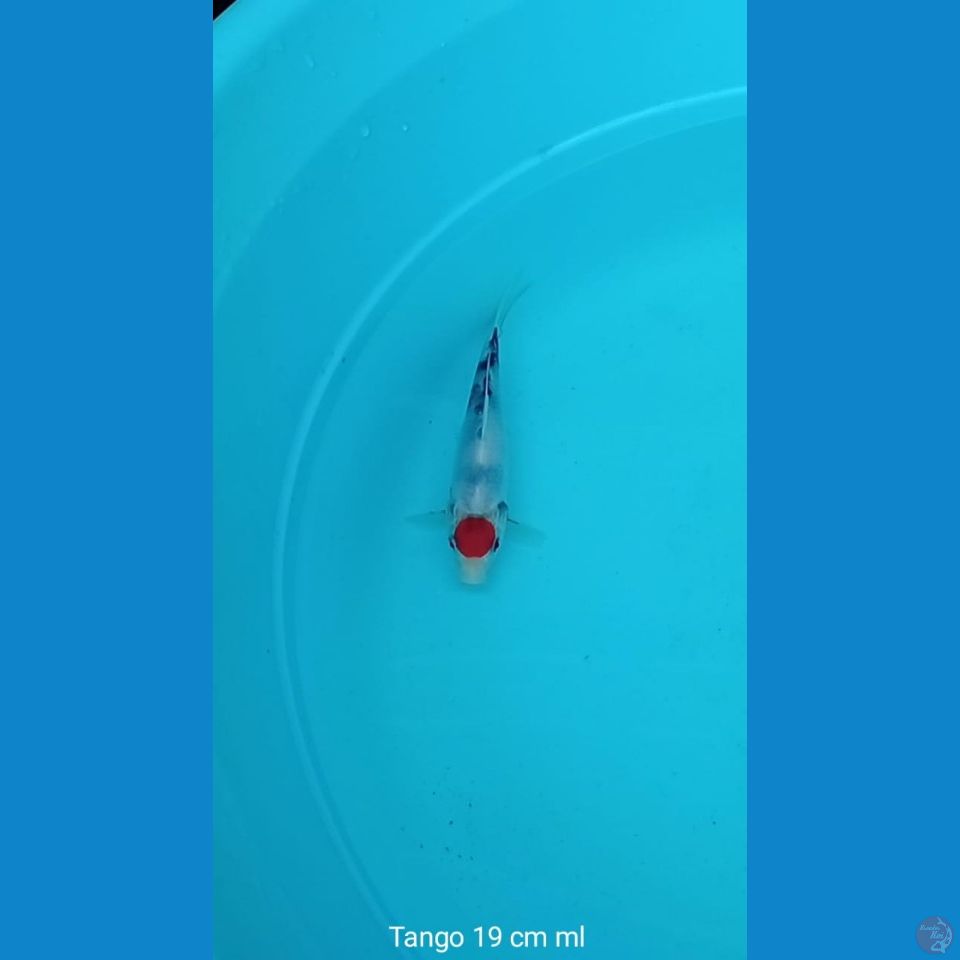 Koi Tanco