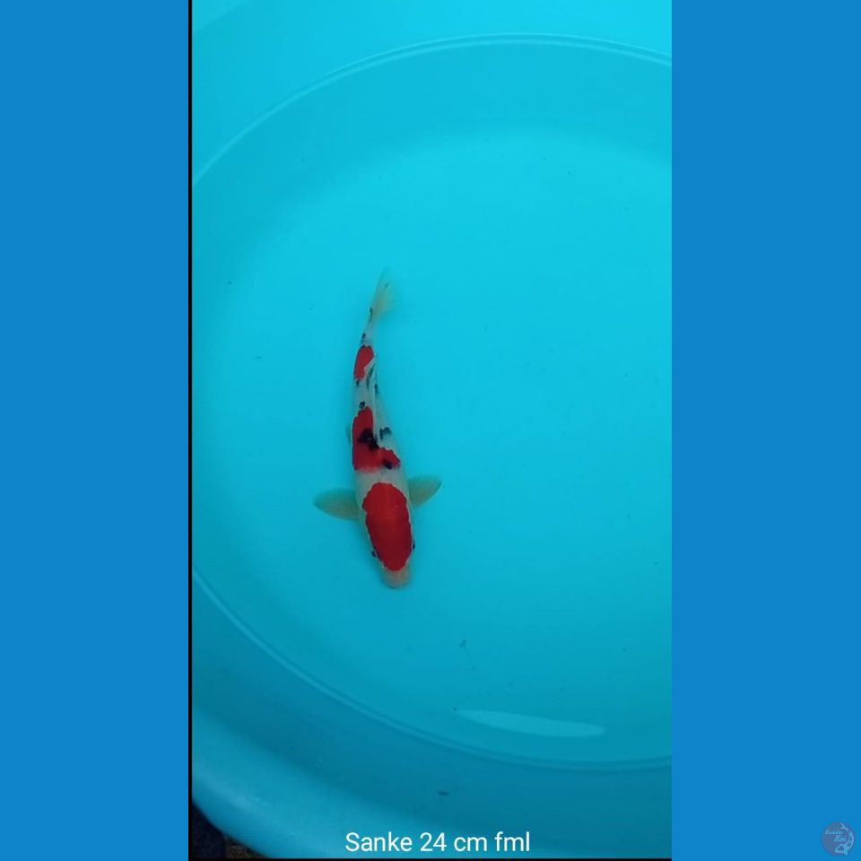 Koi sanke