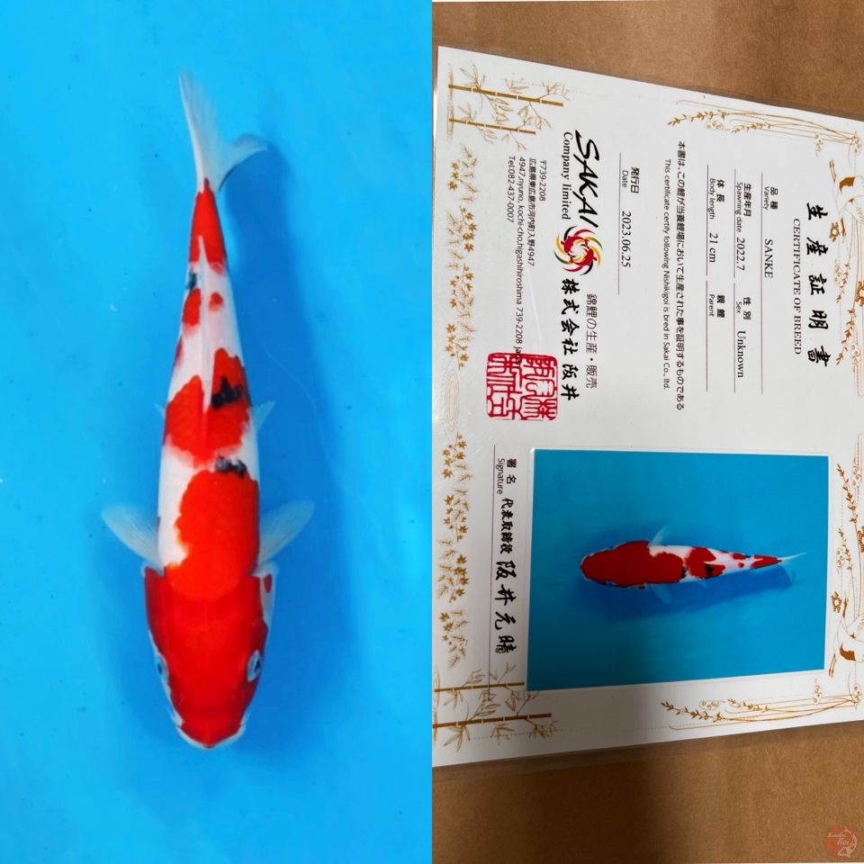sakai ltd sanke 28cm