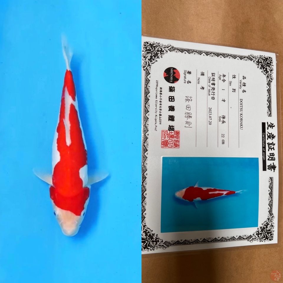 shinoda doitsu kohaku 27cm