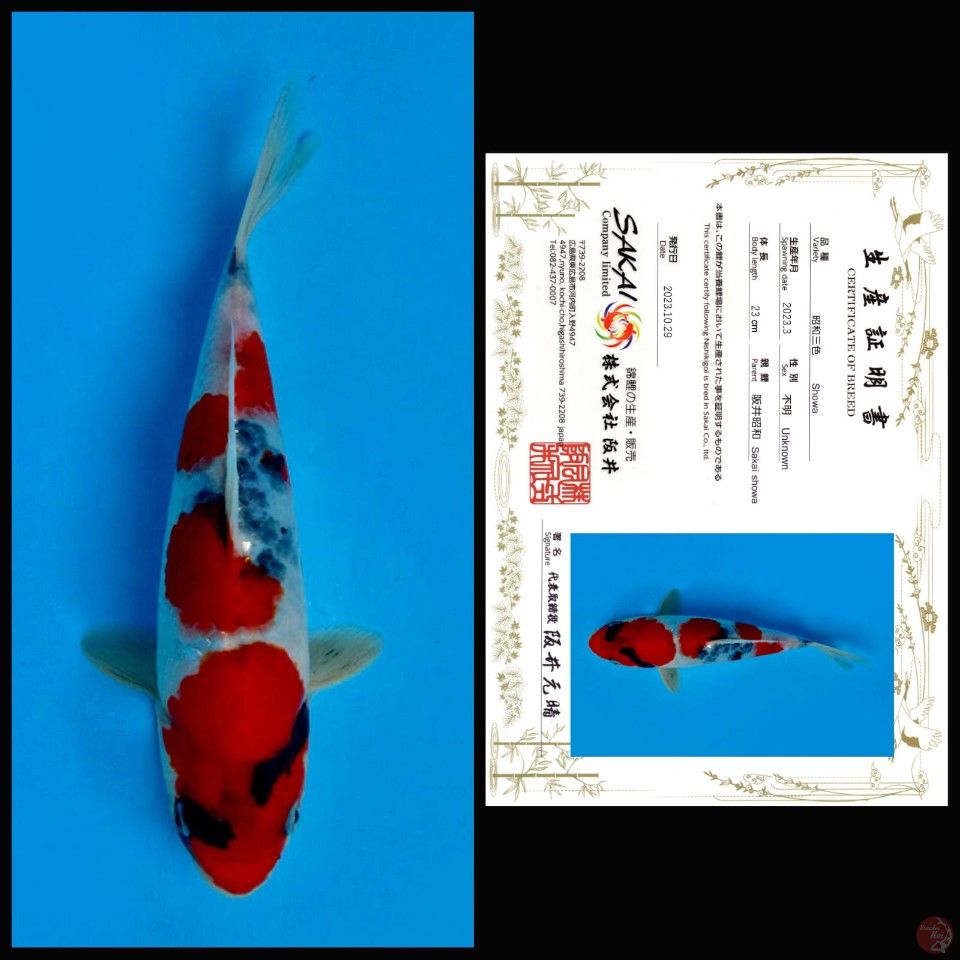 SHOWA SAKAI, 23CM
