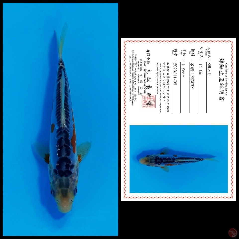 SHUSUI MARUSEI, 14CM