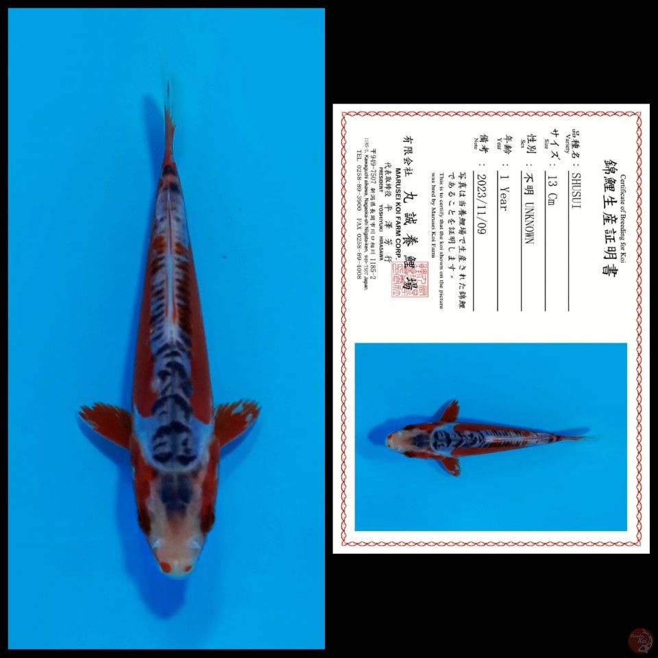 SHUSUI MARUSEI, 13CM