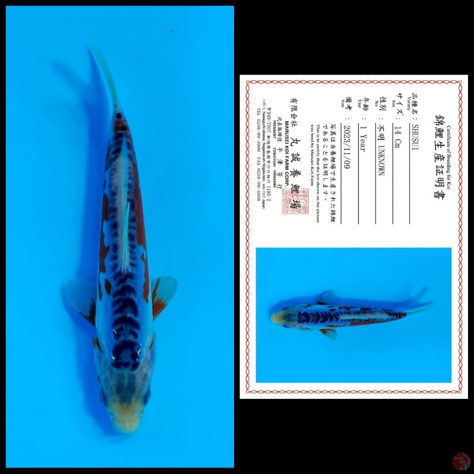 SHUSUI MARUSEI, 14CM