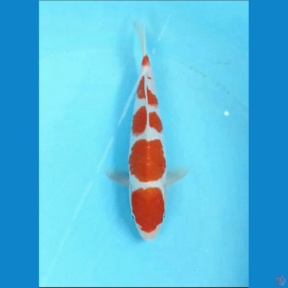 Kohaku 21cm