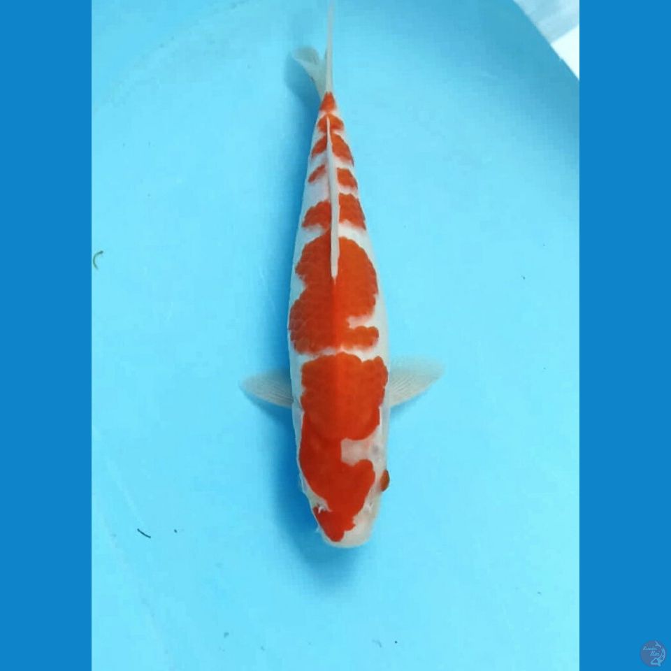 Kohaku 28cm