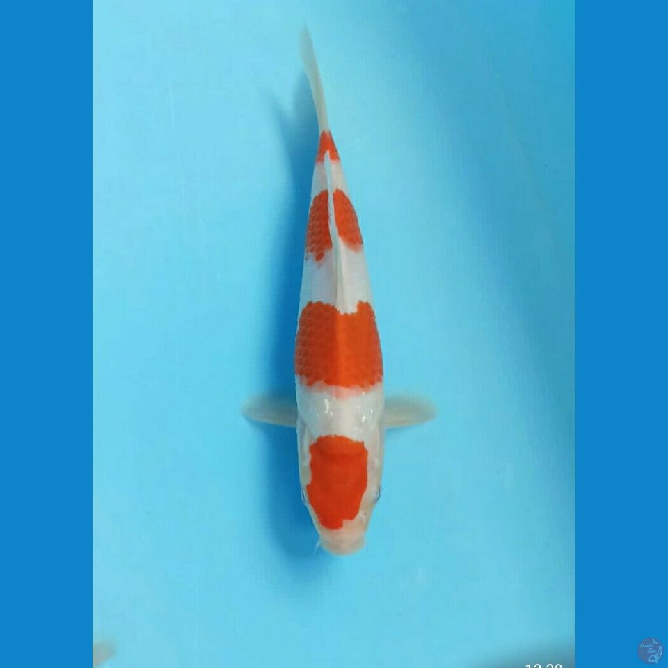 Kohaku calan munok 23cm