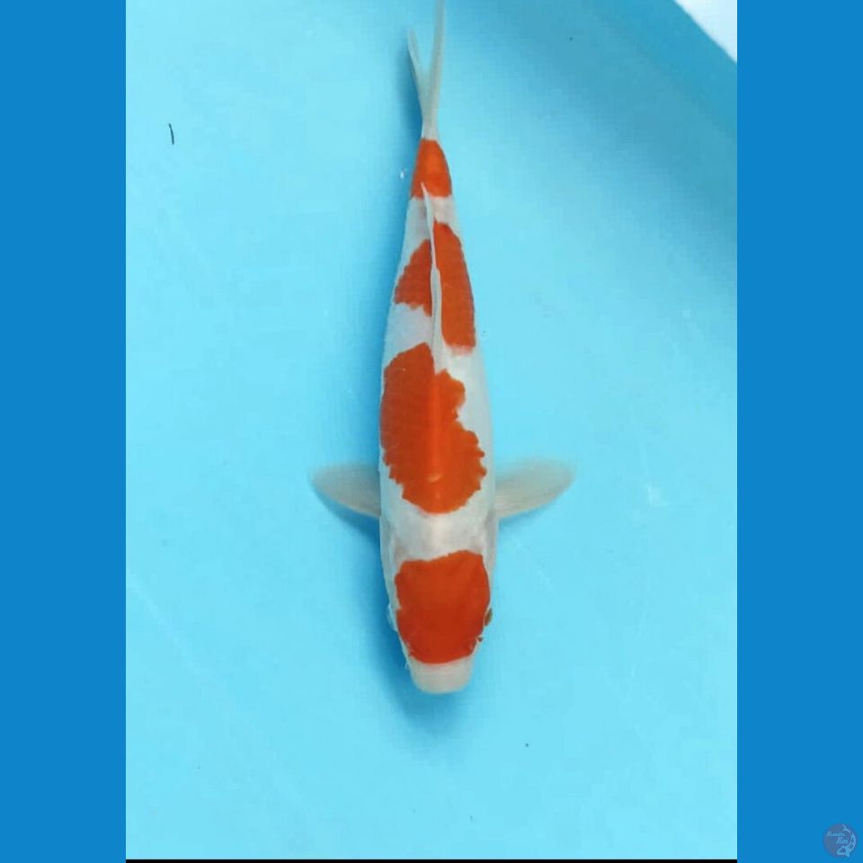 HQ kohaku 22cm