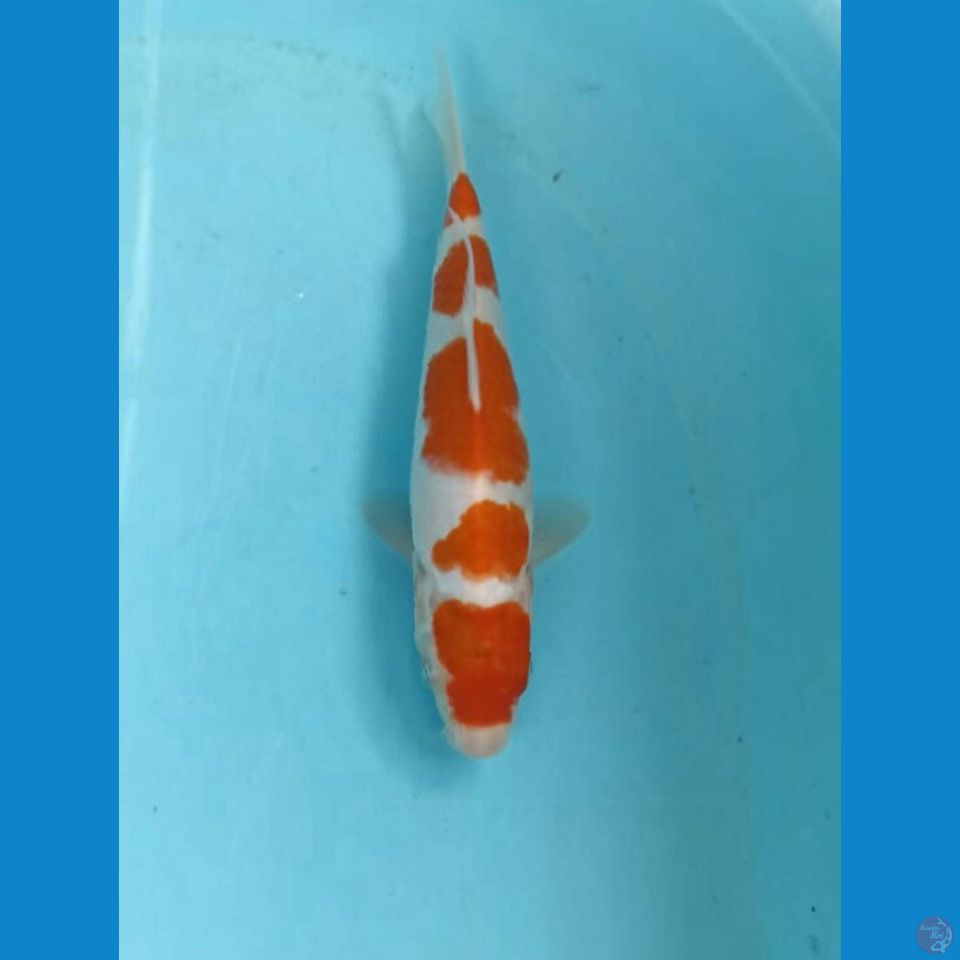 Kohaku 23cm