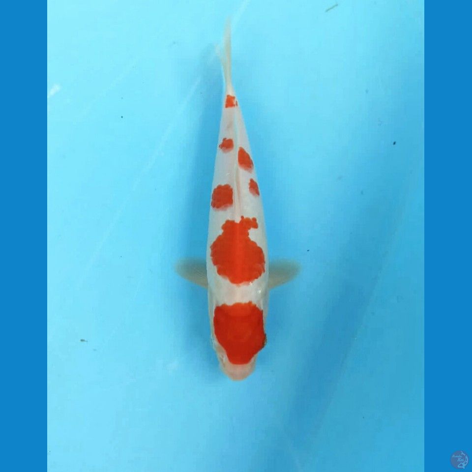 Kohaku 24cm