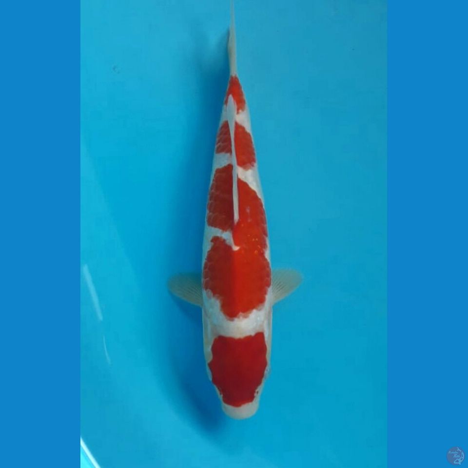 Kohaku 24cm