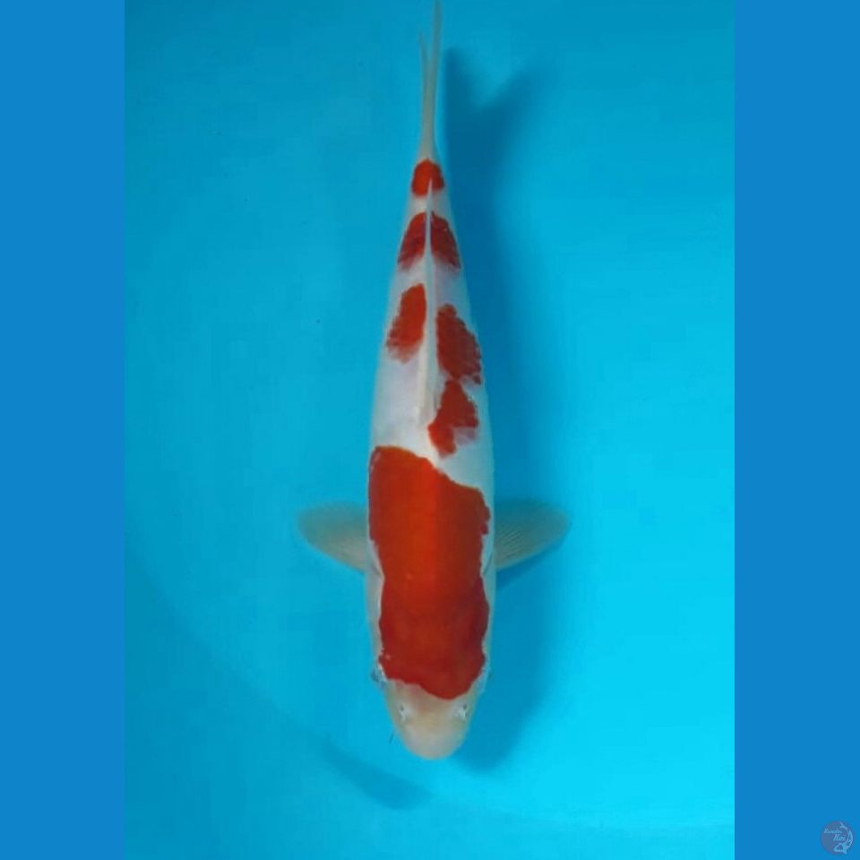 Kohaku 20cm