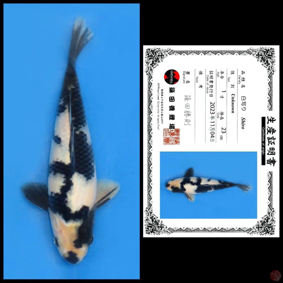 SHIRO SHINODA 23CM MALE