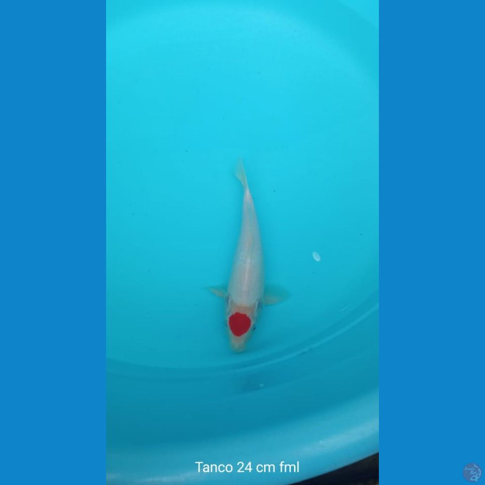 Koi tanco